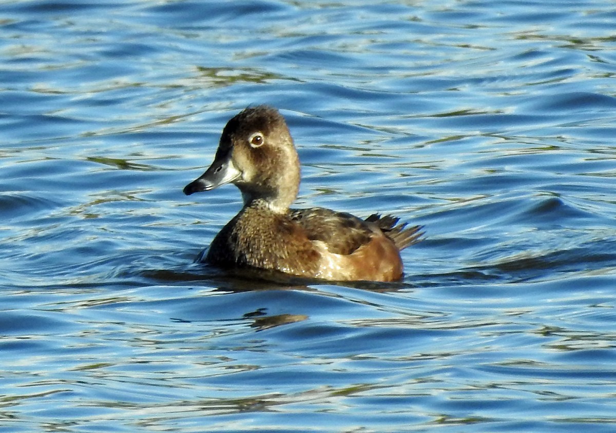 Ring-necked Duck - Jim Scott