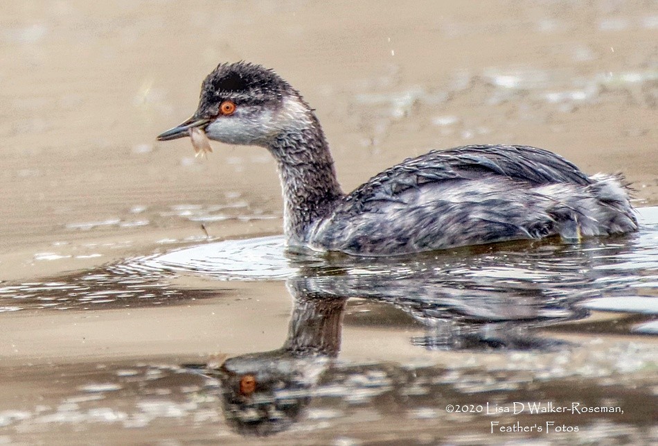 Eared Grebe - ML274038731