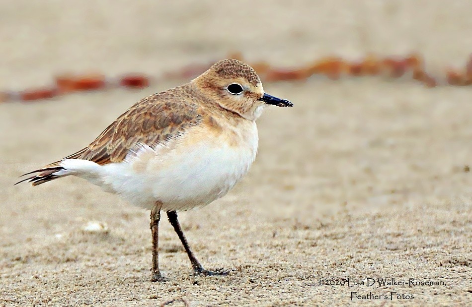 Mountain Plover - Lisa Walker-Roseman