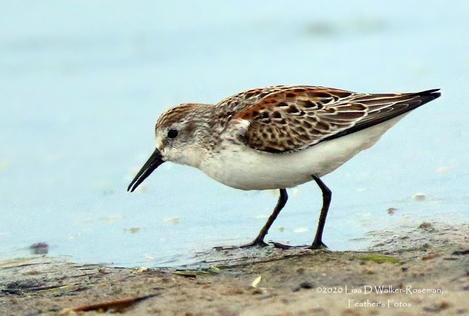 Western Sandpiper - ML274039291