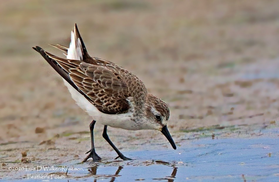 Western Sandpiper - ML274039301