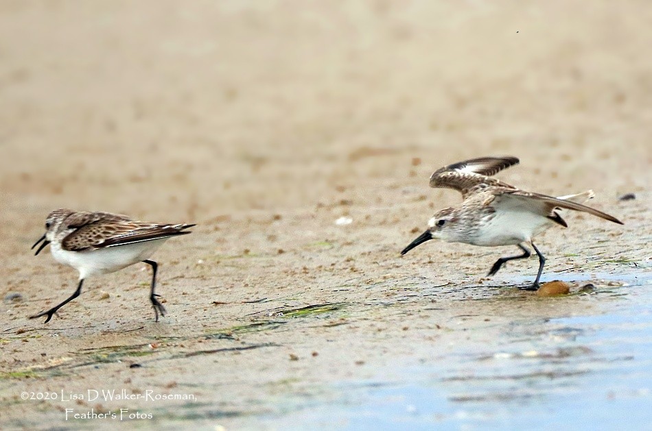 Western Sandpiper - ML274039311