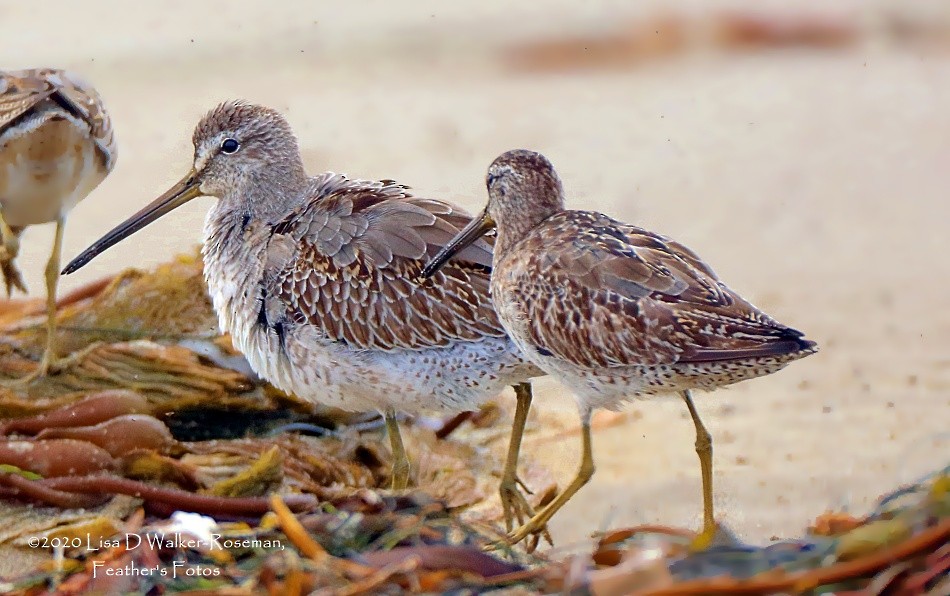 Short-billed Dowitcher - ML274039411