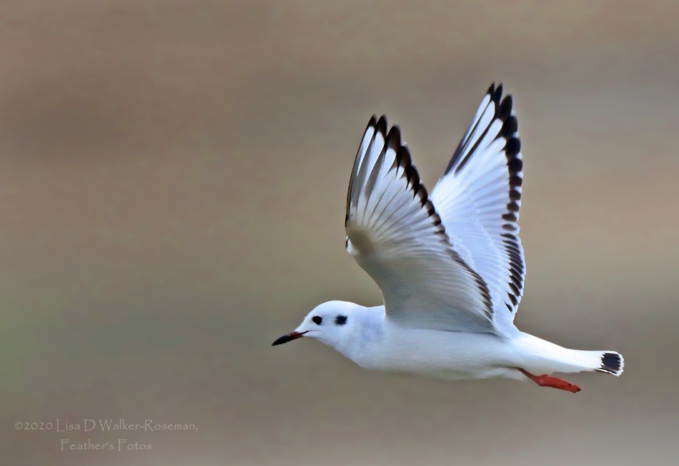 Bonaparte's Gull - ML274039991