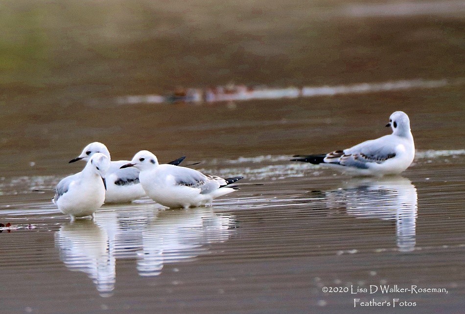 Bonaparte's Gull - ML274040021