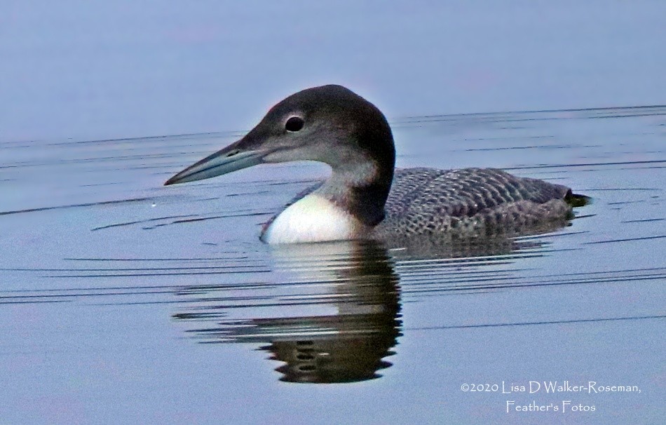 Plongeon huard - ML274040101