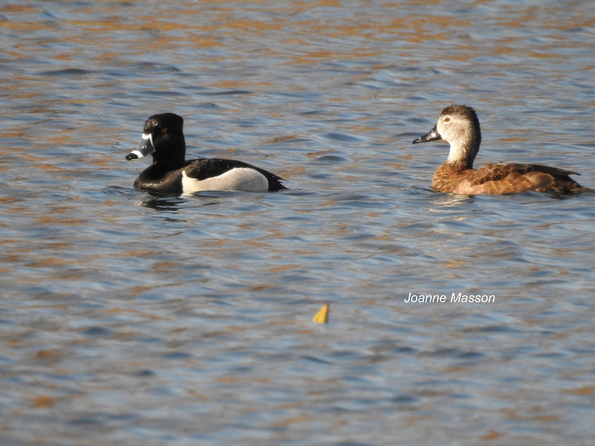 Ring-necked Duck - ML27404011