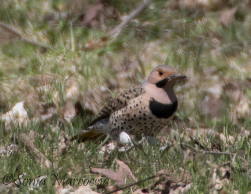 Northern Flicker - ML27404021