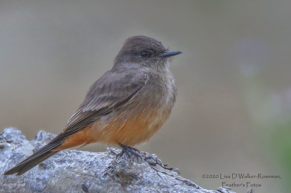 Say's Phoebe - ML274040271