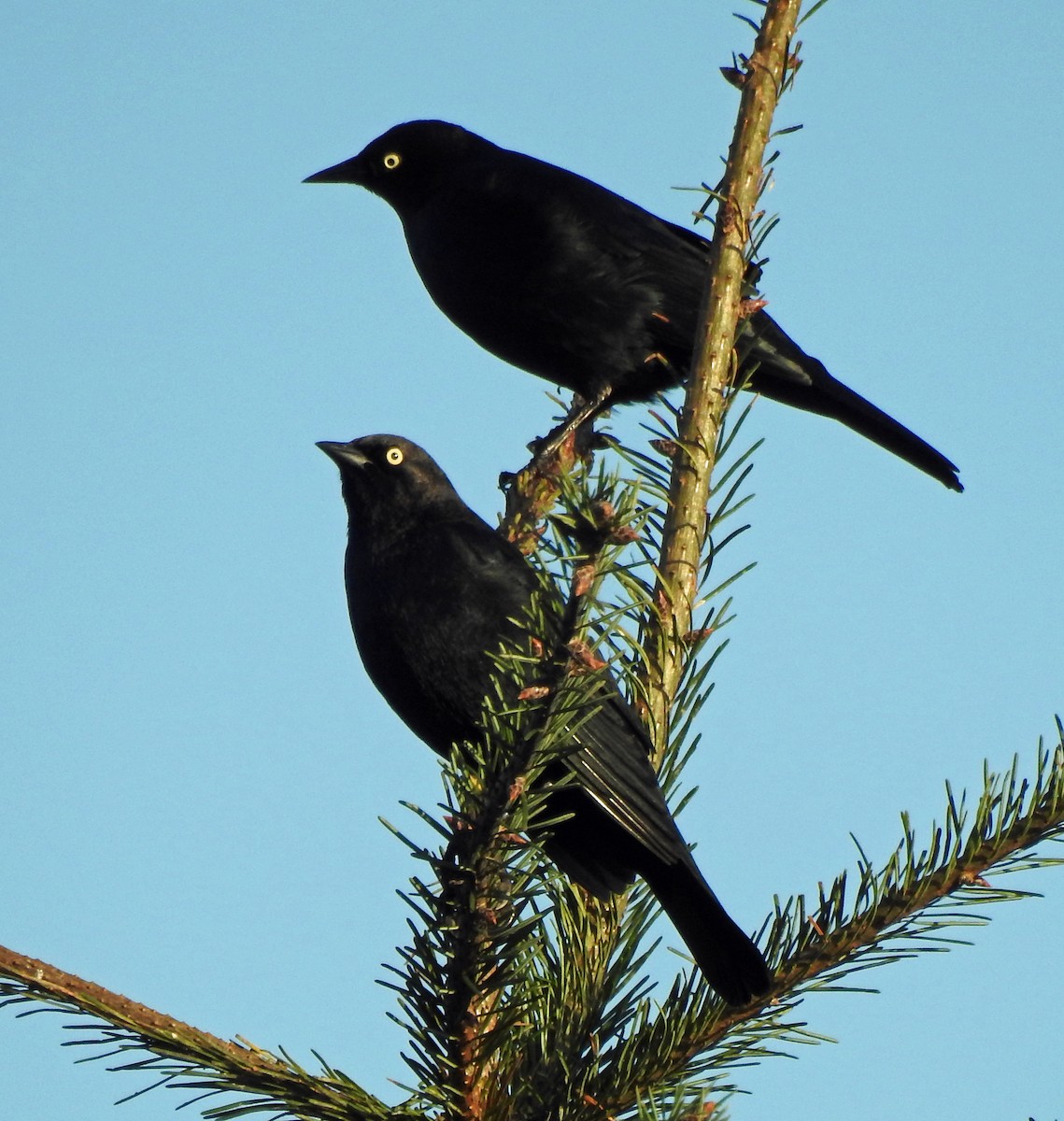 Brewer's Blackbird - ML274040451