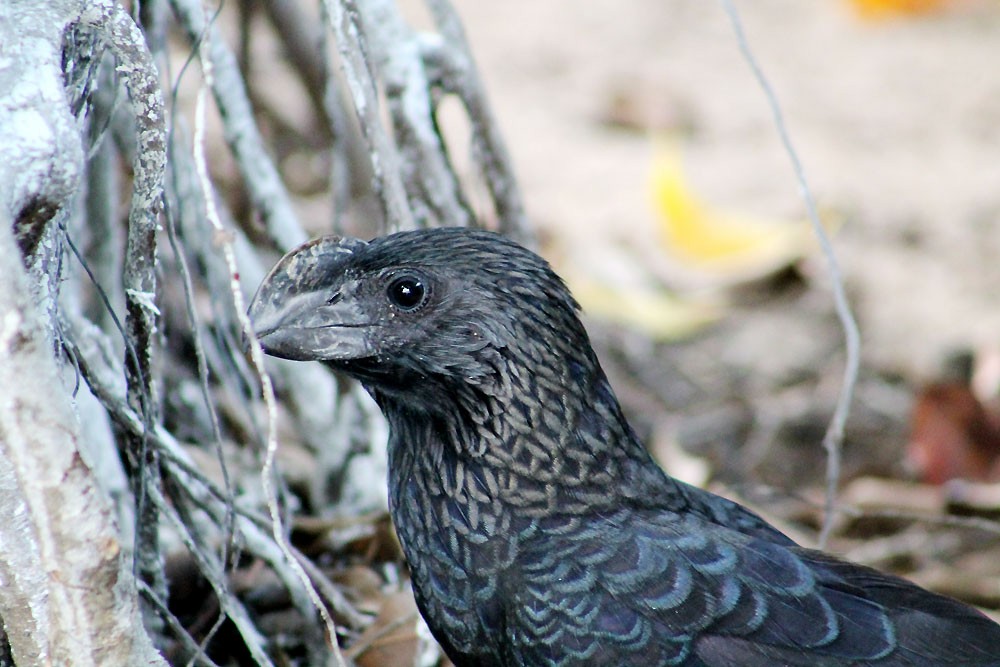 Smooth-billed Ani - ML274040821