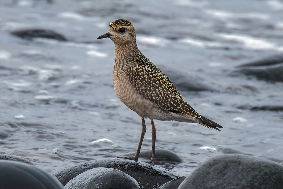 American Golden-Plover - Richard Stern