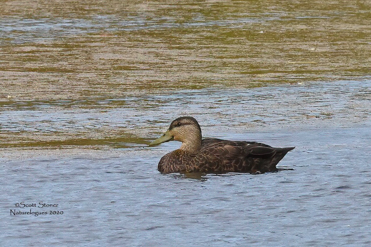 アメリカガモ - ML274043851