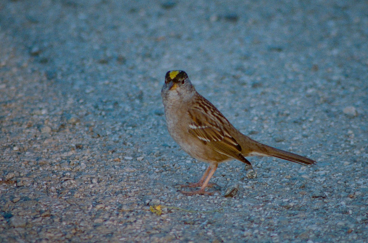 Golden-crowned Sparrow - ML274046491