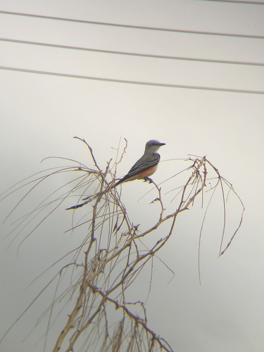 Scissor-tailed Flycatcher - ML274048621