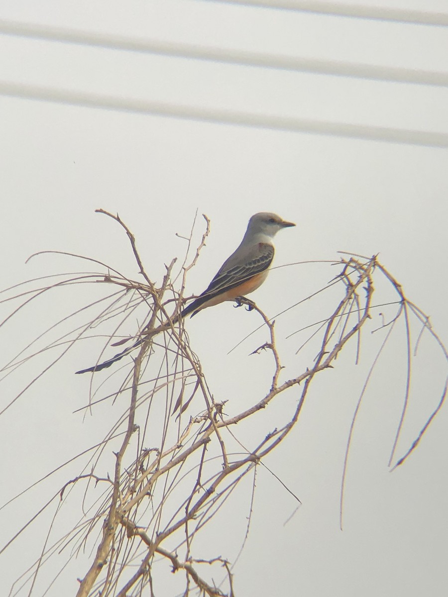 Scissor-tailed Flycatcher - ML274048631