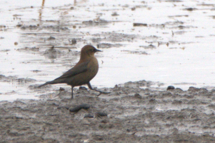 Rusty Blackbird - ML274049661