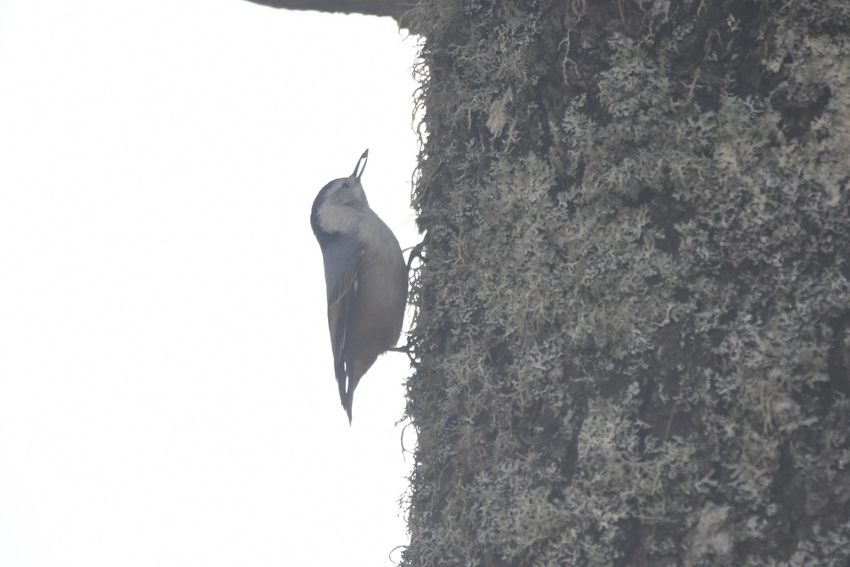 White-breasted Nuthatch - ML274051401