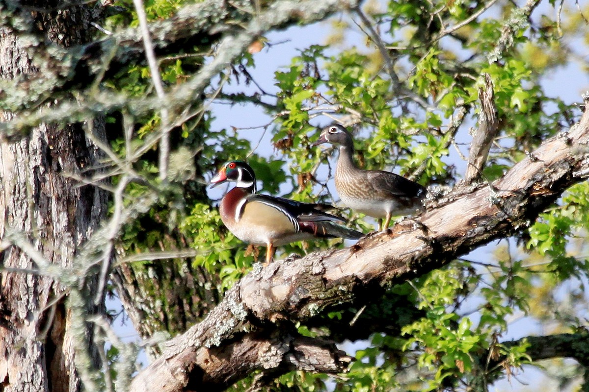 Wood Duck - Helen Baines