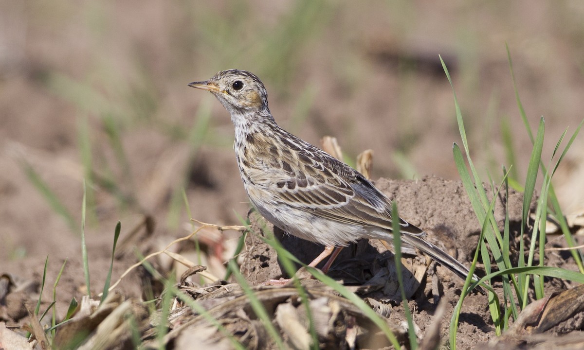 Sprague's Pipit - ML27405221