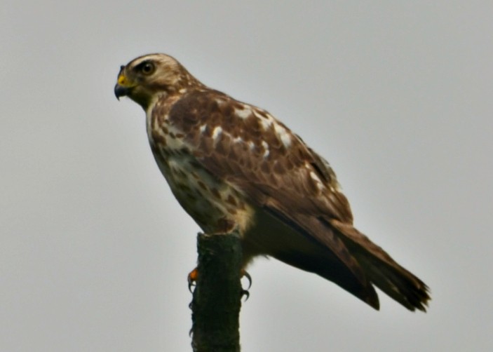 Red-shouldered Hawk - Nina Rach