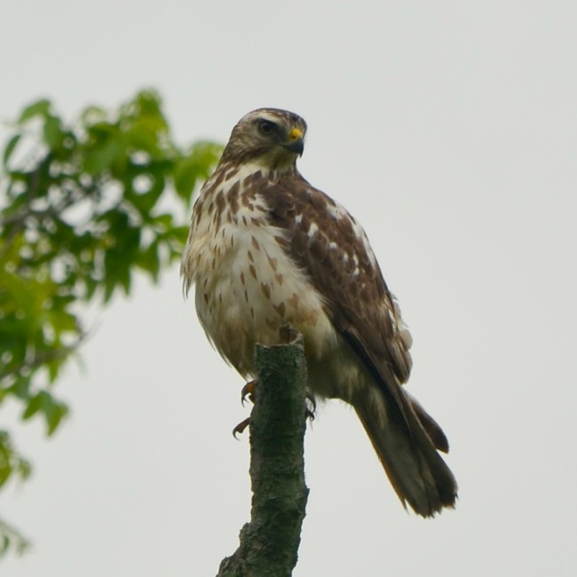 Red-shouldered Hawk - ML27405281