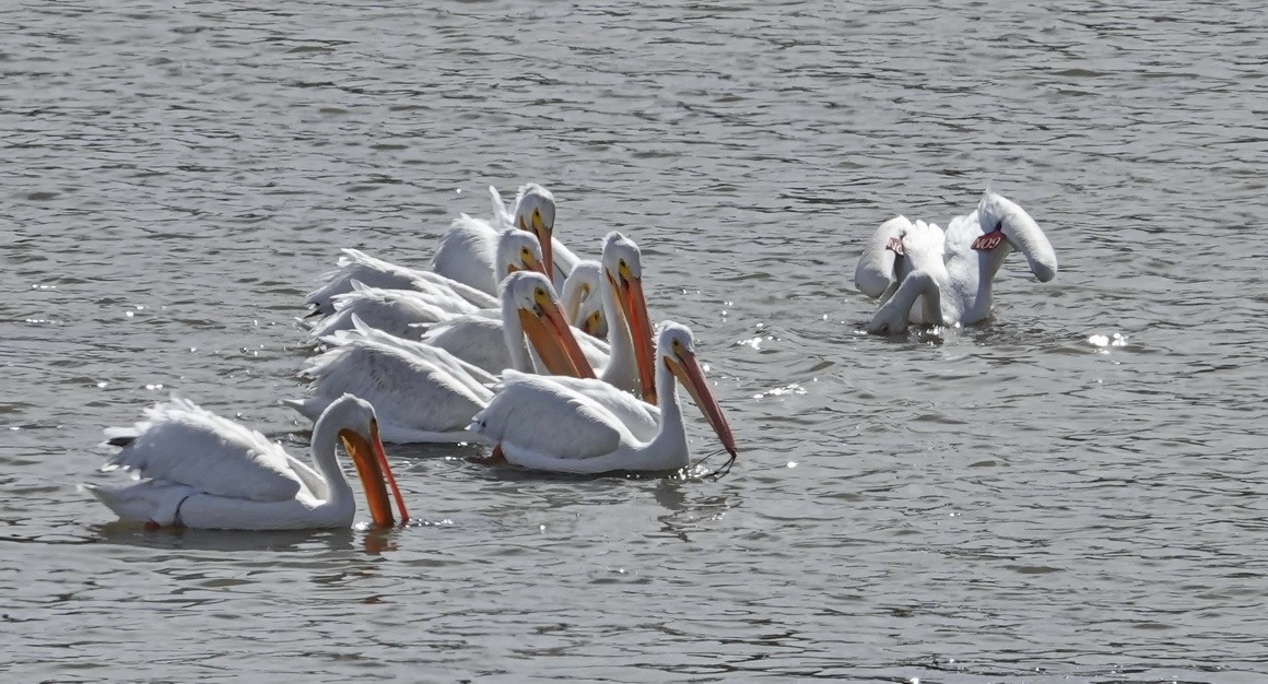 American White Pelican - Walt Anderson