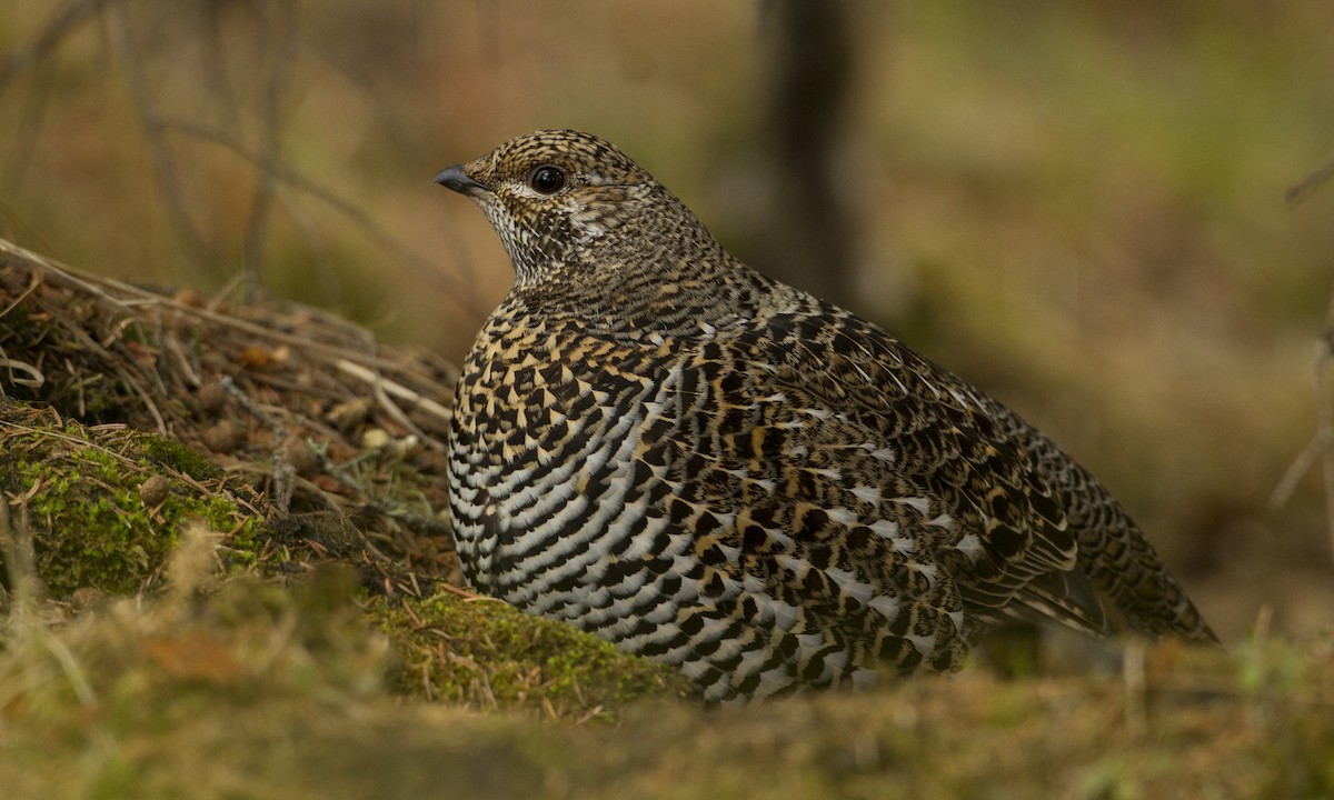 Spruce Grouse - Brian Sullivan