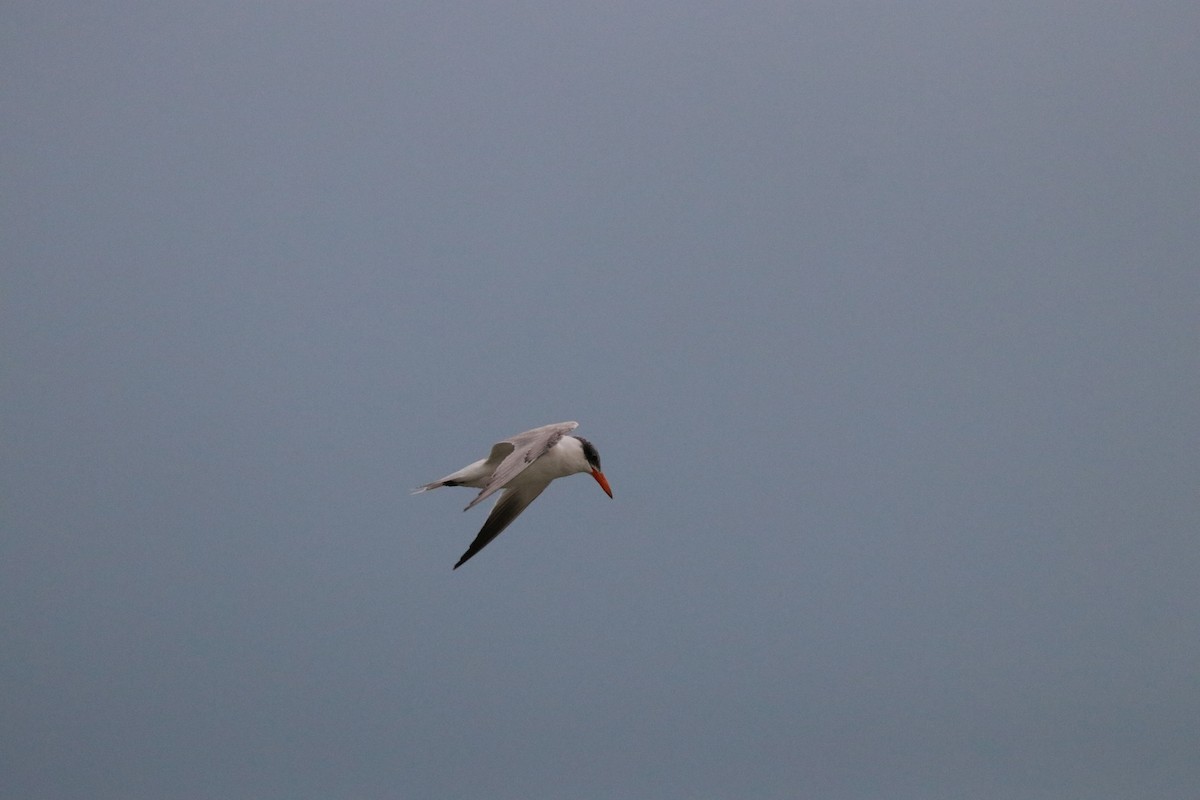 Caspian Tern - ML274054431