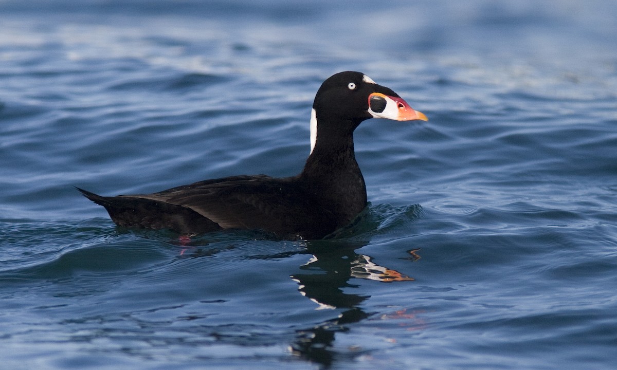 Surf Scoter - Brian Sullivan
