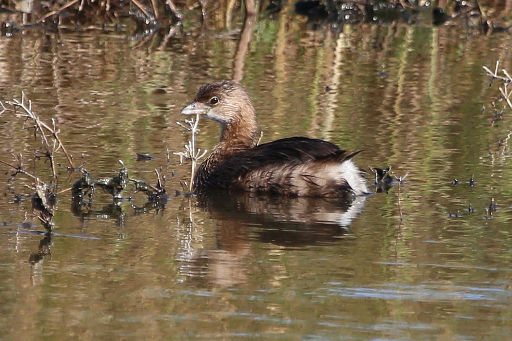 Pied-billed Grebe - ML274057821