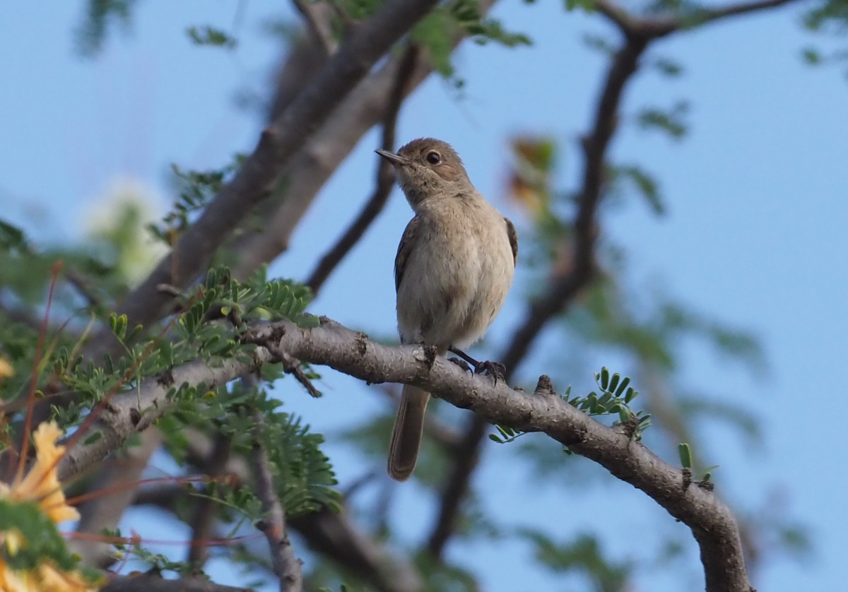 Brown-tailed Chat - Stephan Lorenz