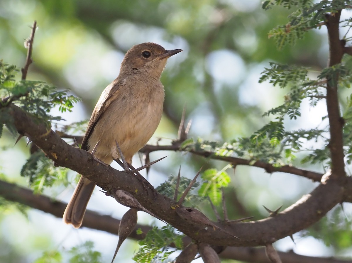 Brown-tailed Chat - Stephan Lorenz