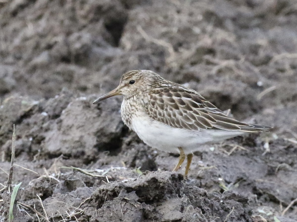 Pectoral Sandpiper - Raymonde Paquin