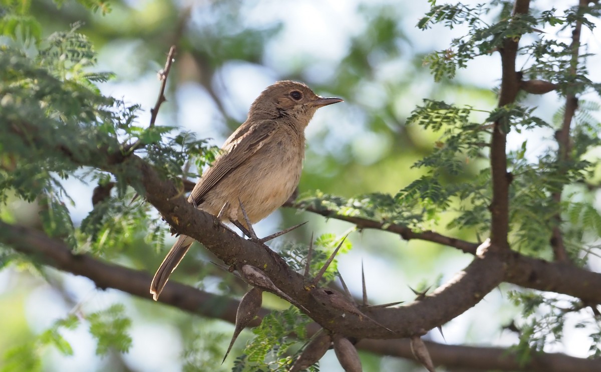 Brown-tailed Chat - ML274060981