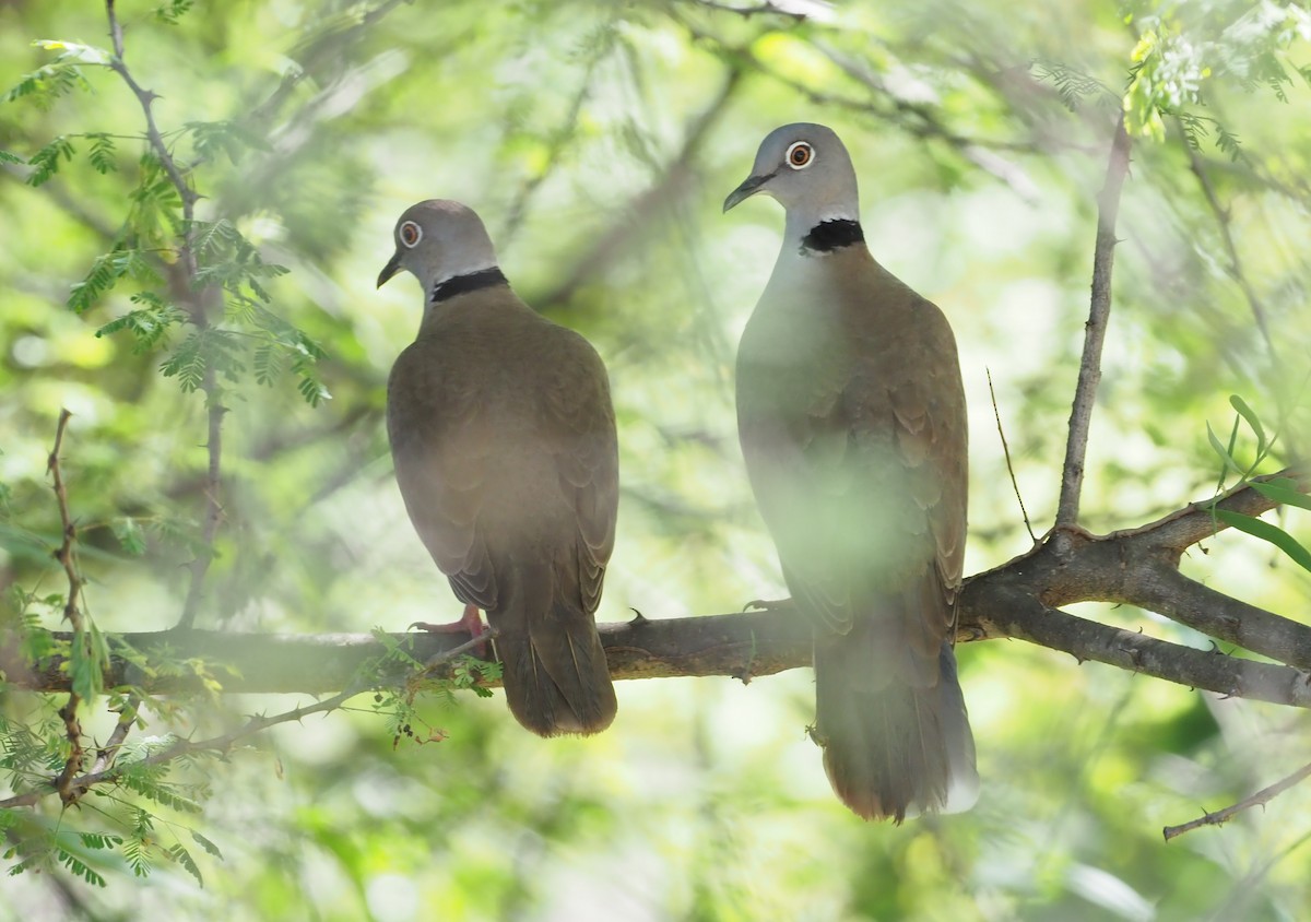 White-winged Collared-Dove - Stephan Lorenz