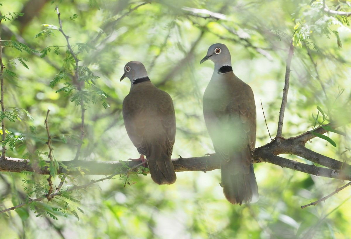 White-winged Collared-Dove - Stephan Lorenz