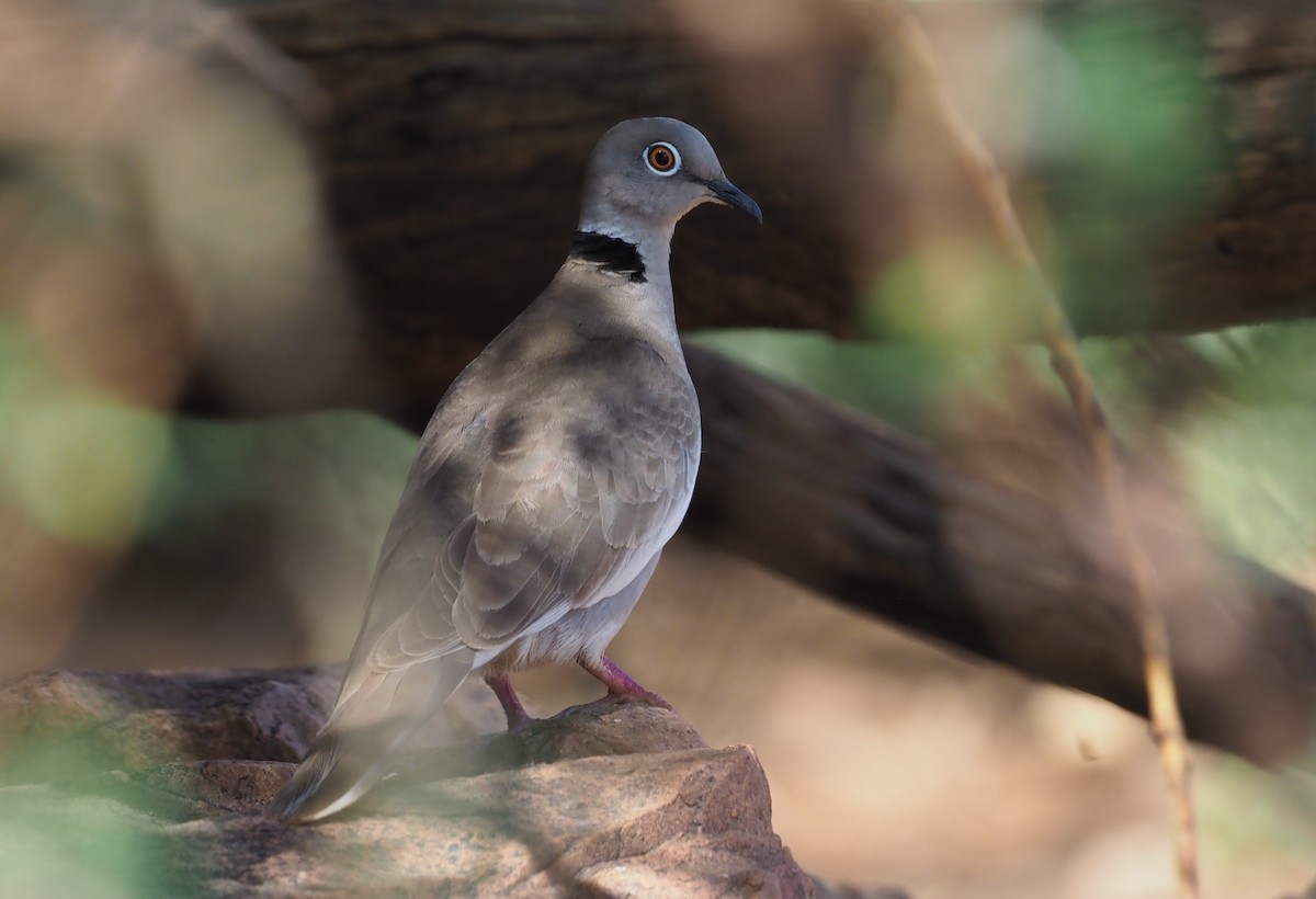 White-winged Collared-Dove - Stephan Lorenz