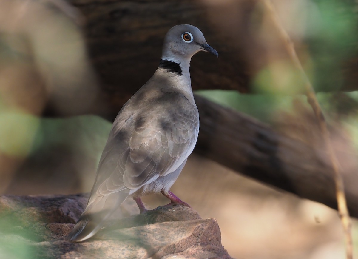 White-winged Collared-Dove - Stephan Lorenz