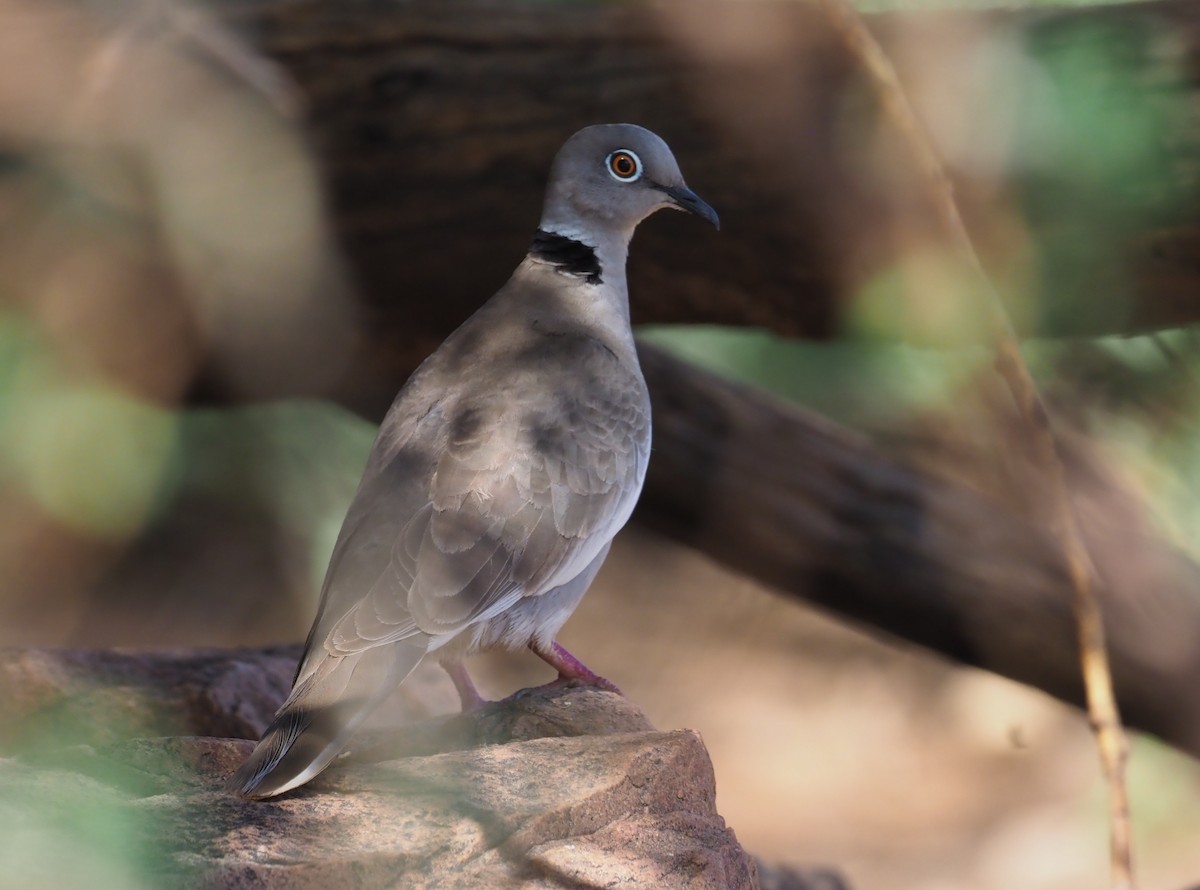 White-winged Collared-Dove - ML274064901