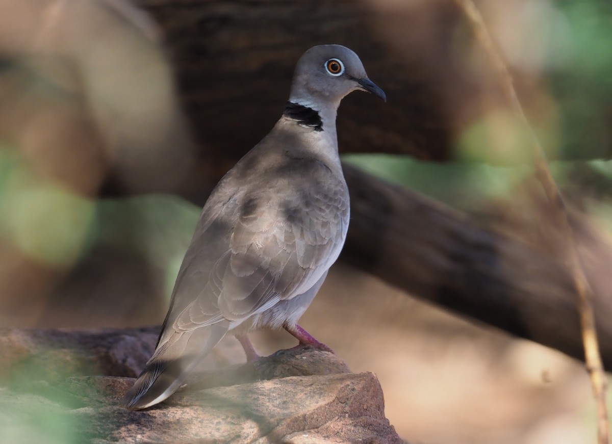 White-winged Collared-Dove - Stephan Lorenz