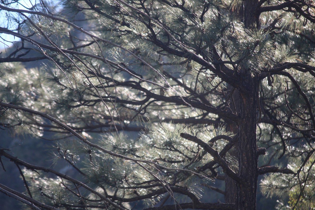 Northern Pygmy-Owl (Mountain) - Russell Hillsley