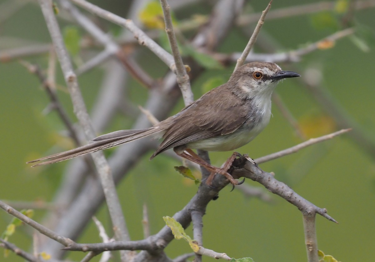 Pale Prinia - ML274066281