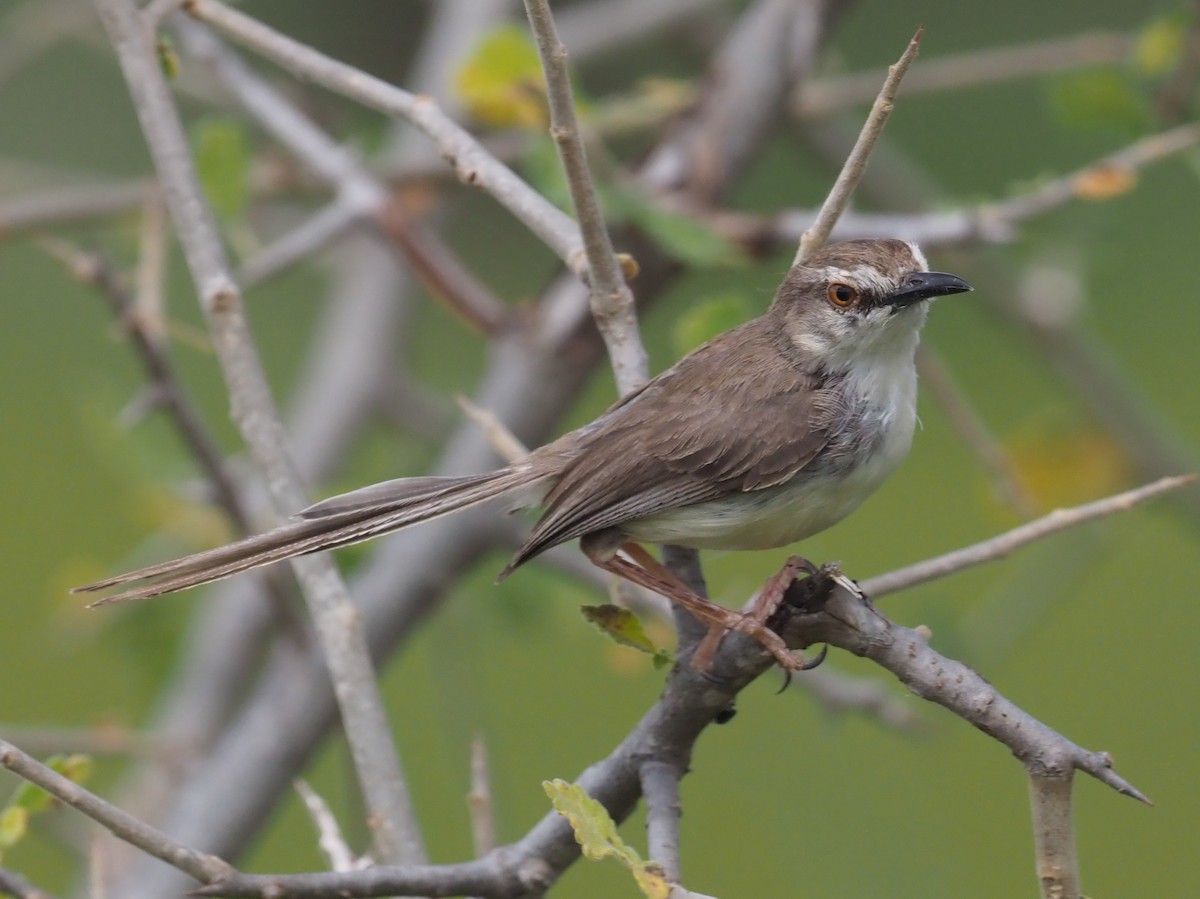 Pale Prinia - ML274066731