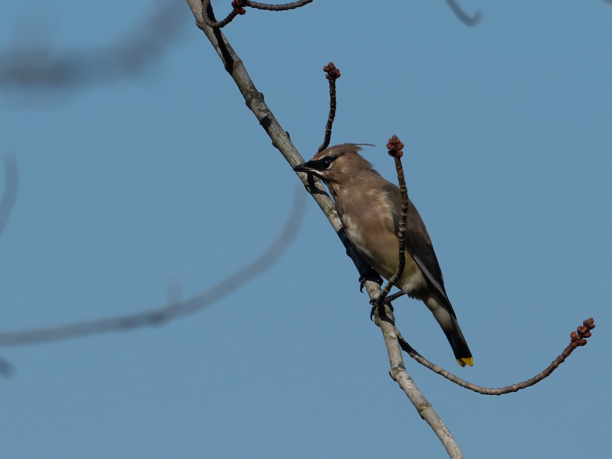 Cedar Waxwing - ML274066951