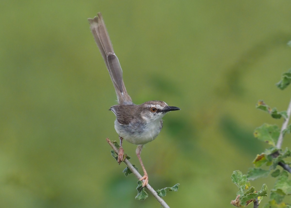 Pale Prinia - ML274066961