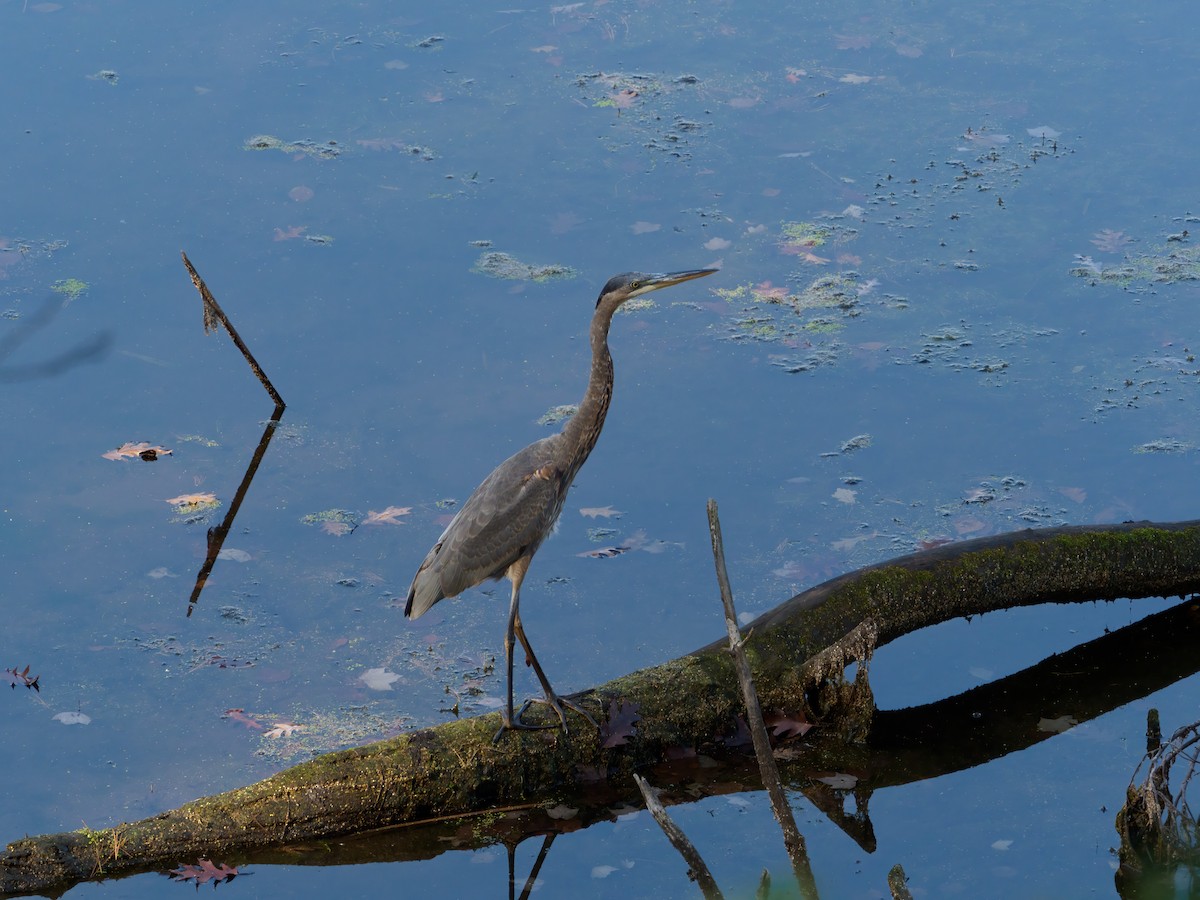 Great Blue Heron - ML274067061