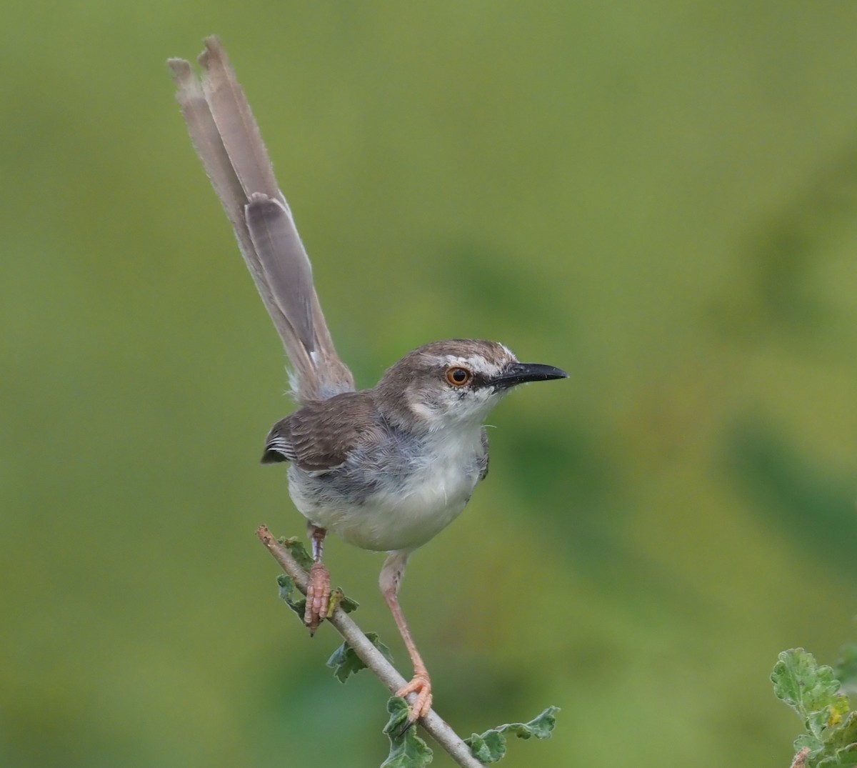 Prinia pâle - ML274067111