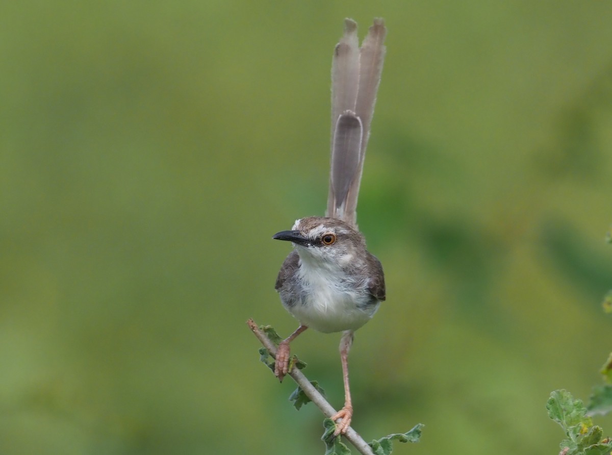 Prinia pâle - ML274067231