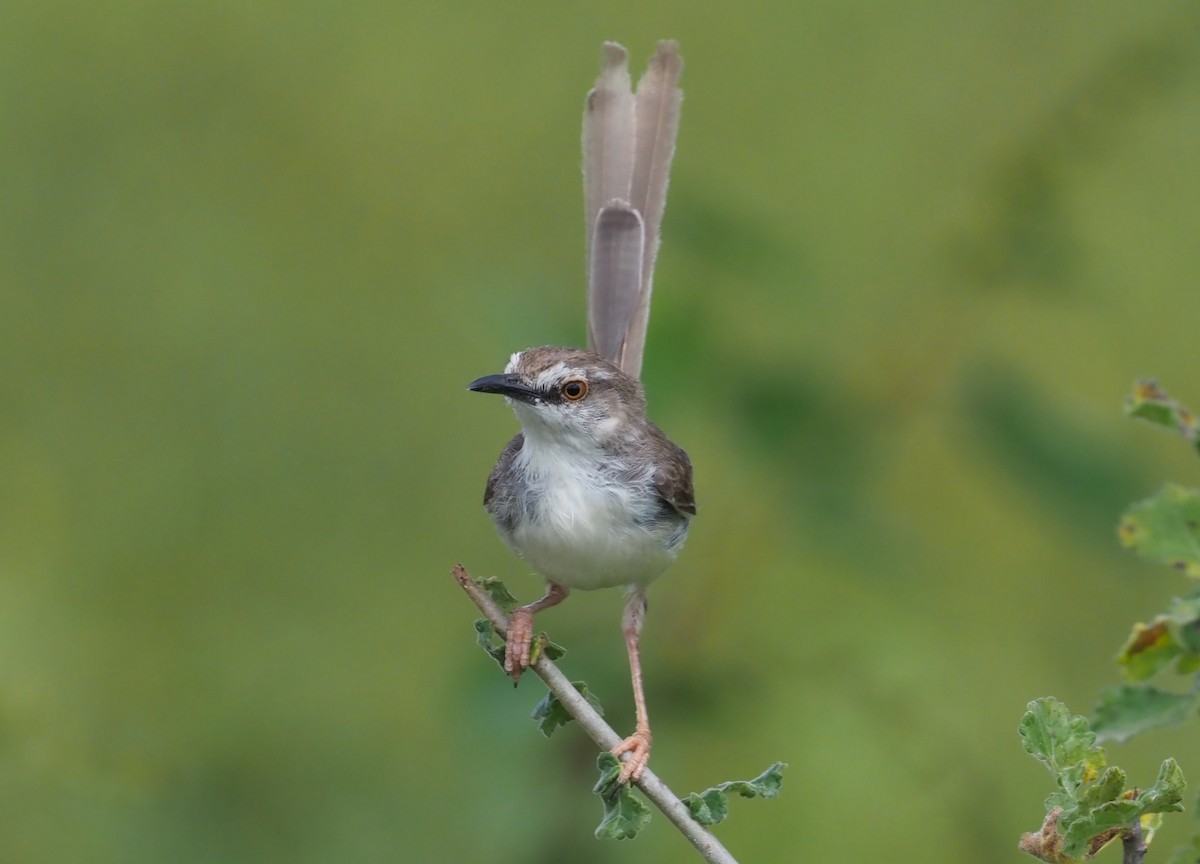 Prinia pâle - ML274067291